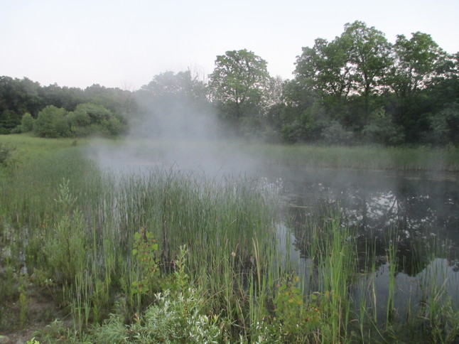 morning pond photo